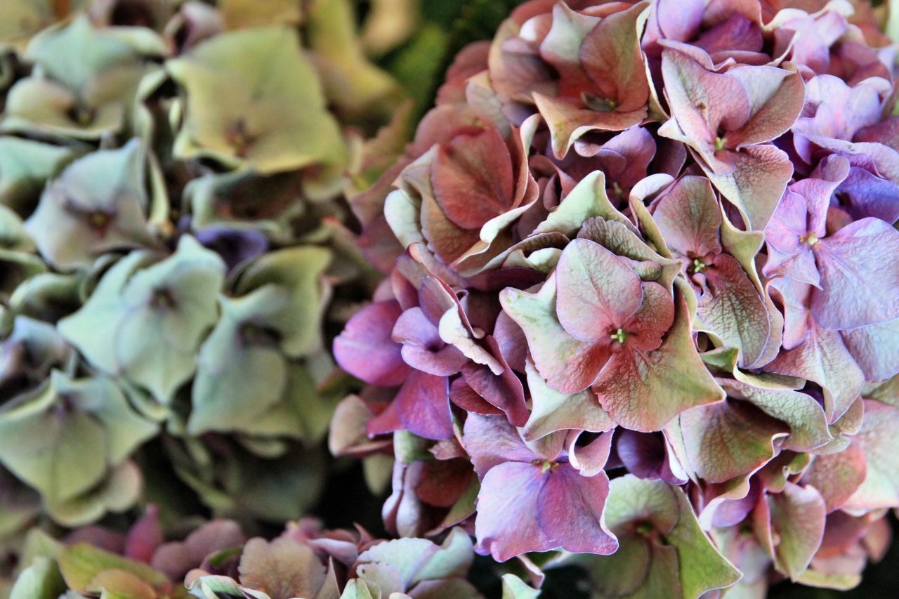 saisonale Schnittblumen -