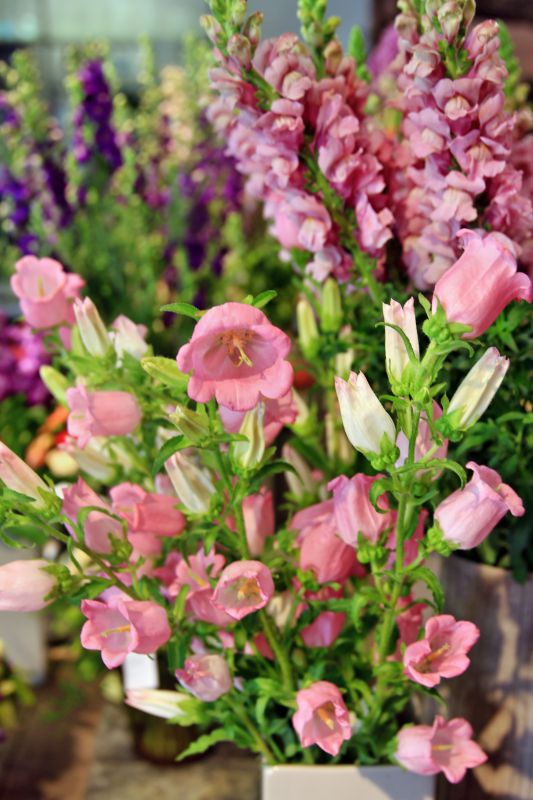 saisonale Schnittblumen -
