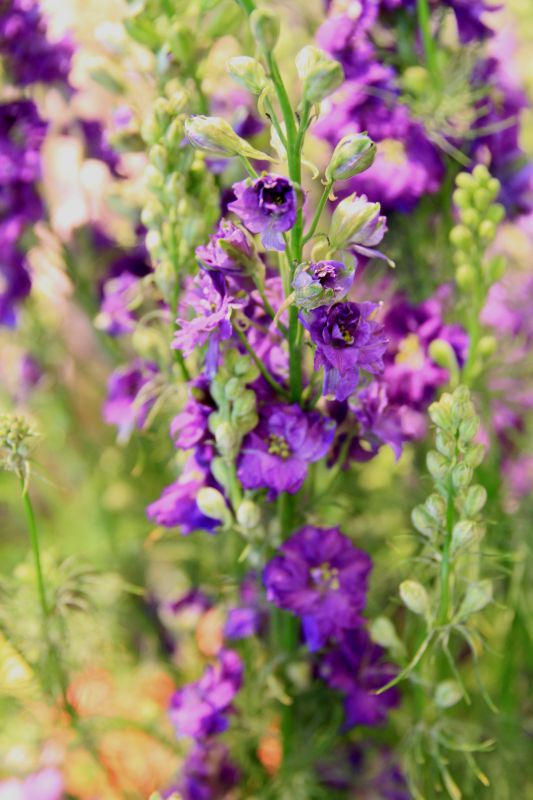 saisonale Schnittblumen -