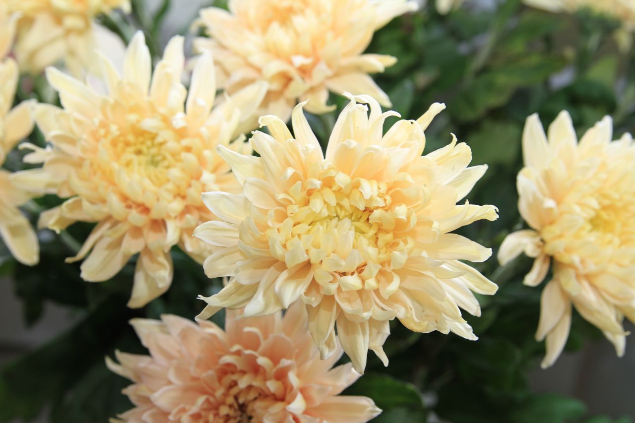saisonale Schnittblumen -