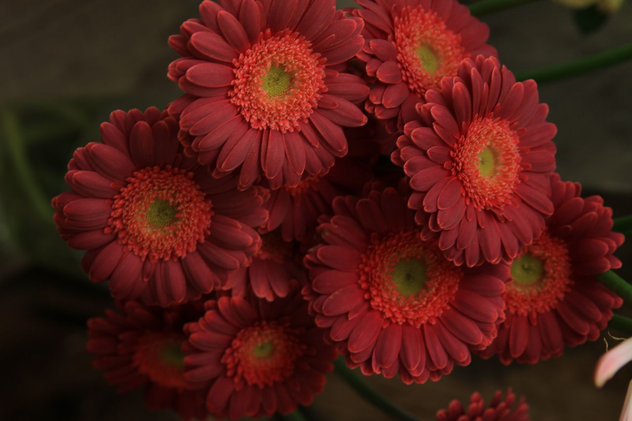saisonale Schnittblumen -