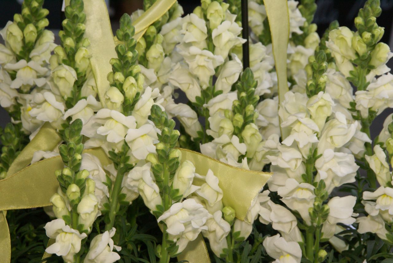 saisonale Schnittblumen -