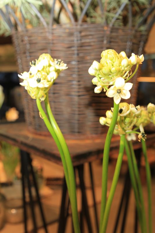 saisonale Schnittblumen -