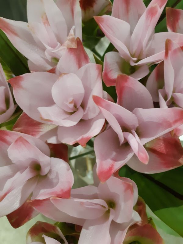 saisonale Schnittblumen -