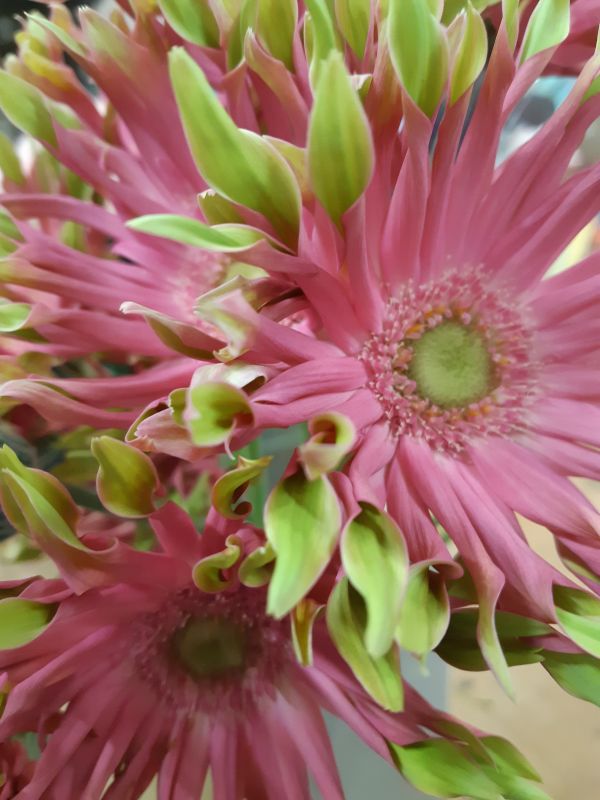 saisonale Schnittblumen -