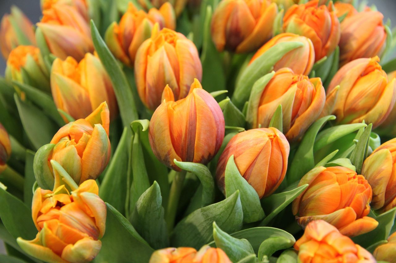 saisonale Schnittblumen -