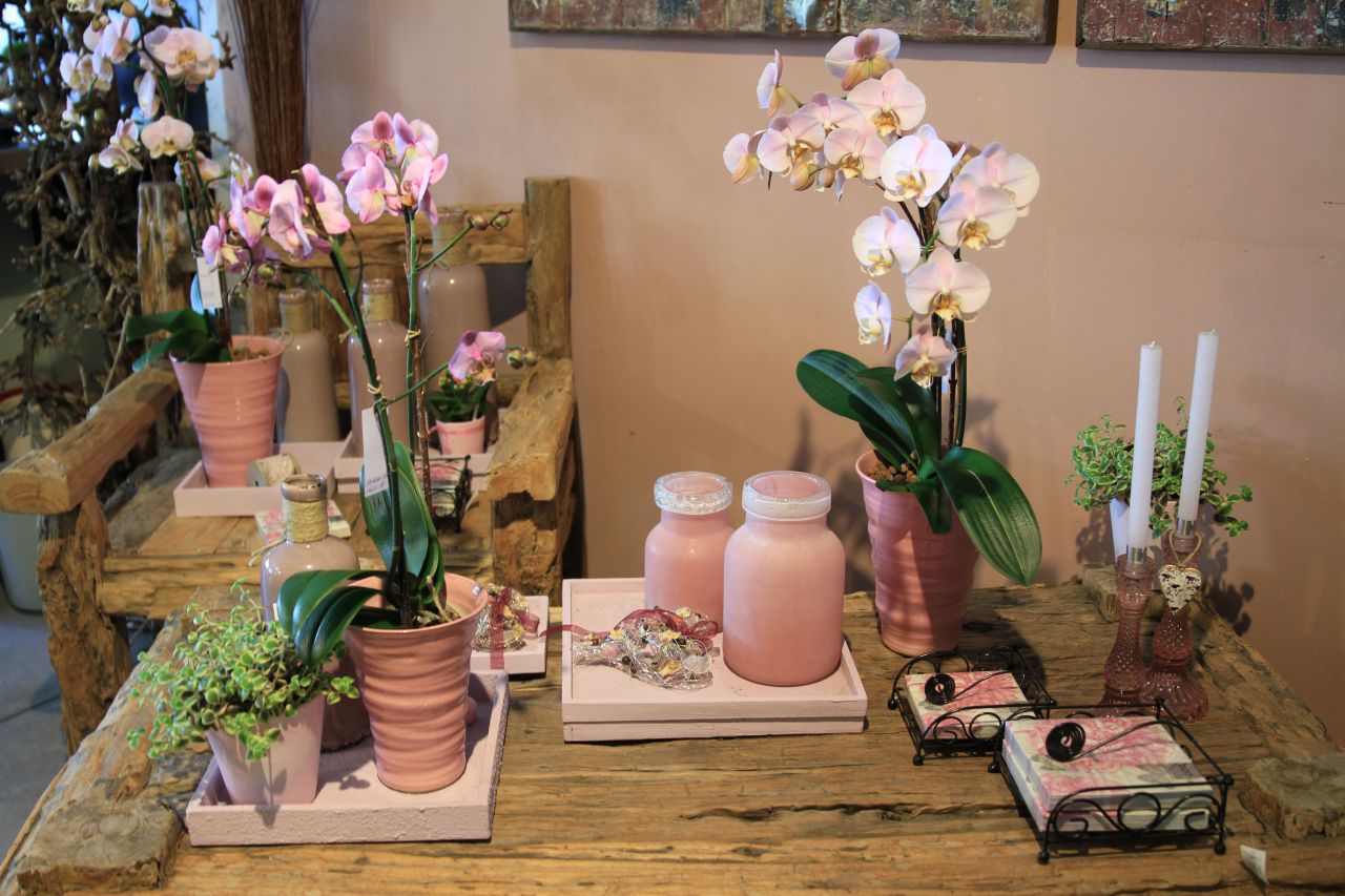Pflanzen Out- und Indoor -