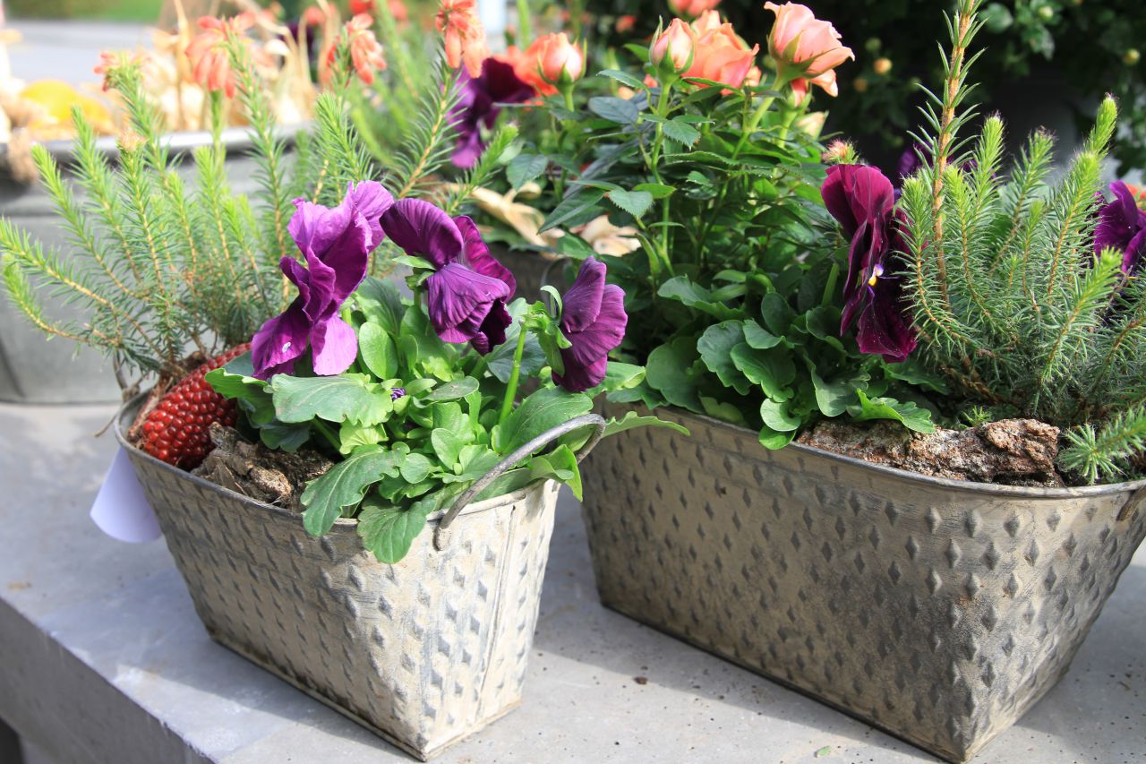 Pflanzen Out- und Indoor -