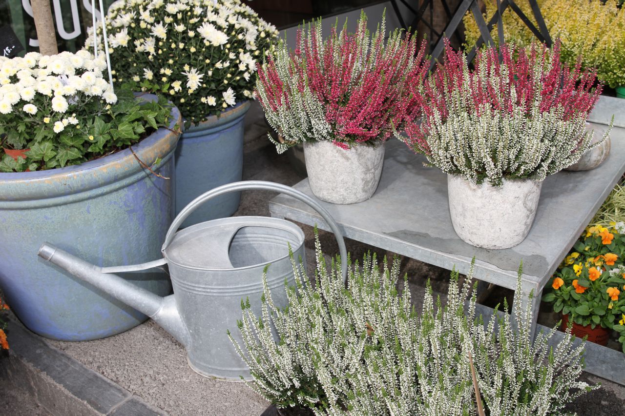 Pflanzen Out- und Indoor -