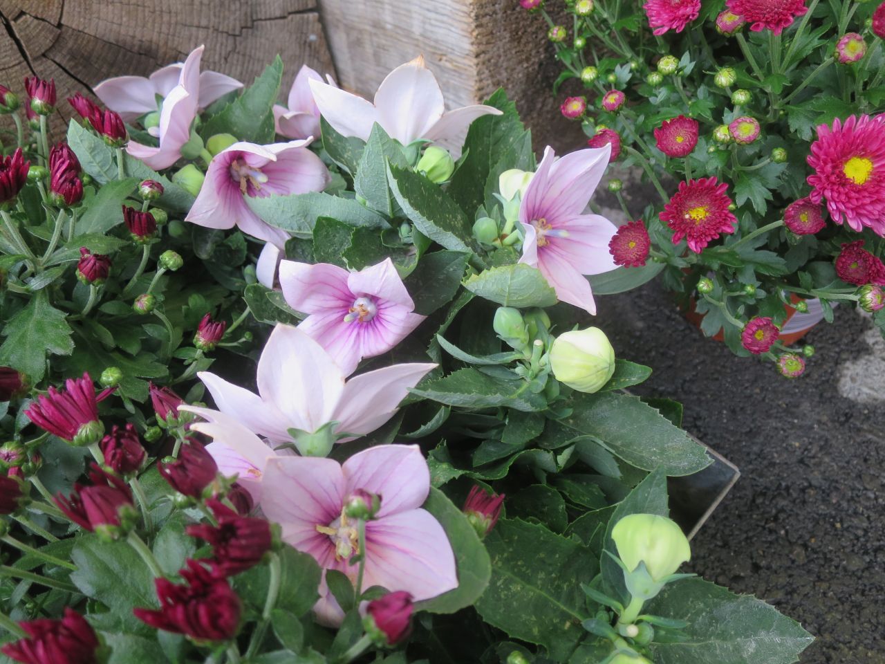 Pflanzen Out- und Indoor -