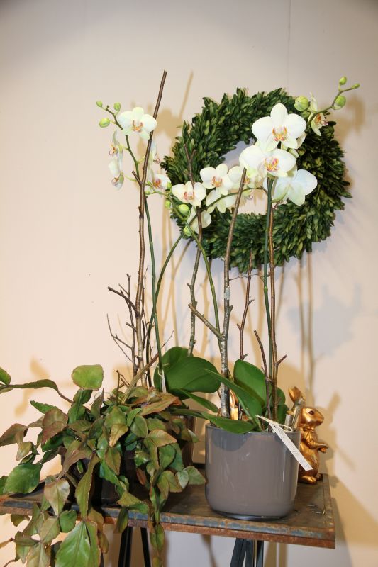 Pflanzen Out- und Indoor -