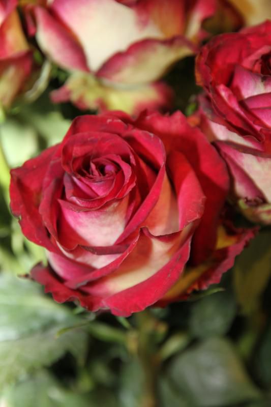 Rosen -