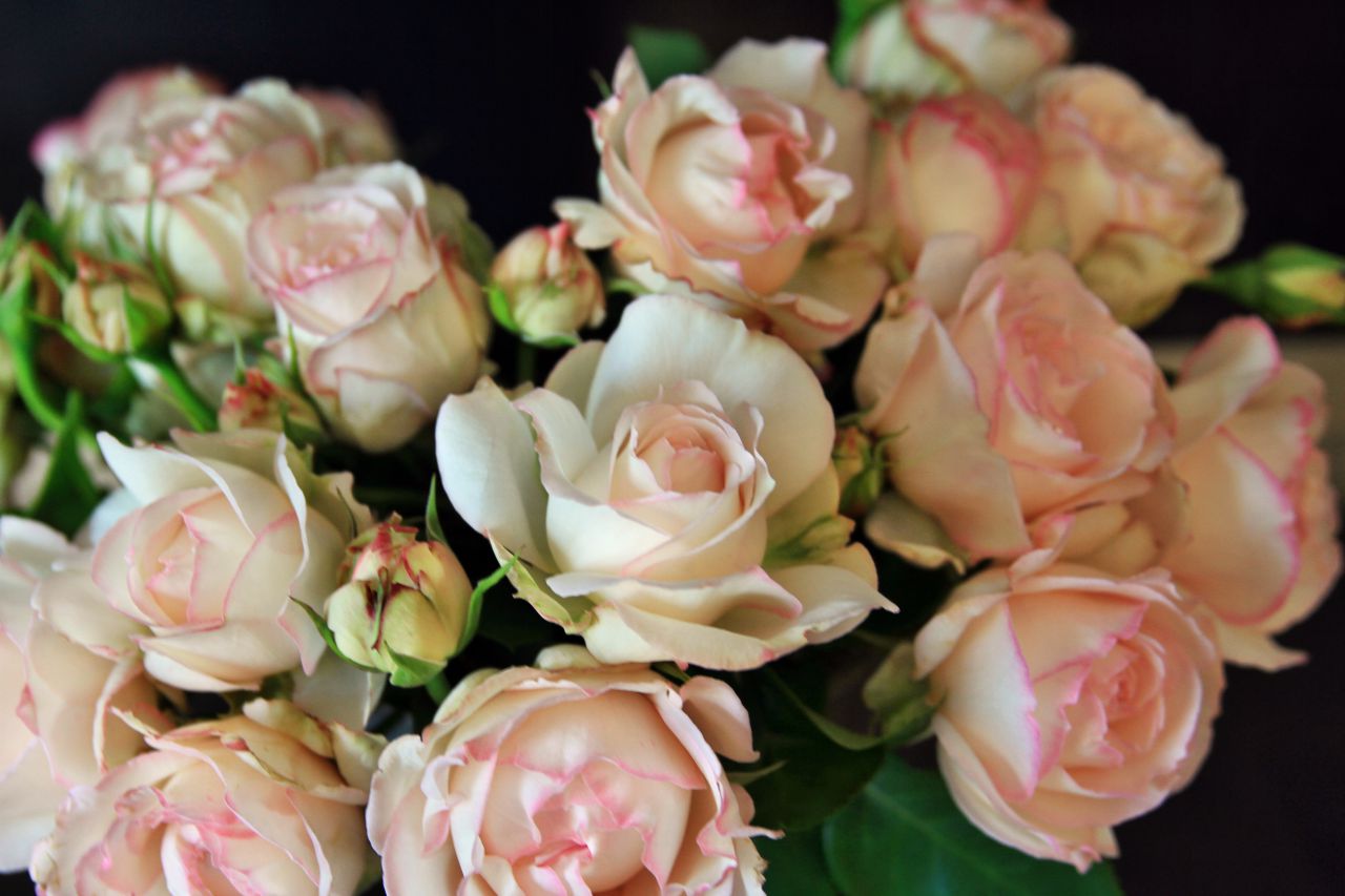Rosen -