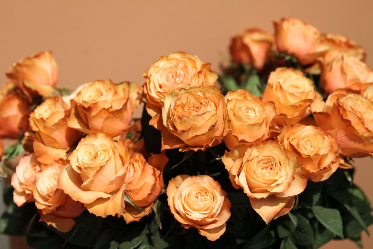 Rosen -